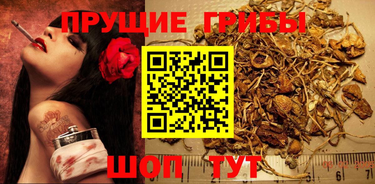 Лянтор  Псилоцибиновые грибы Psilocybine cubensis  Вход с VPN 